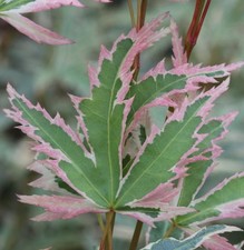 Fächerahorn Butterfly