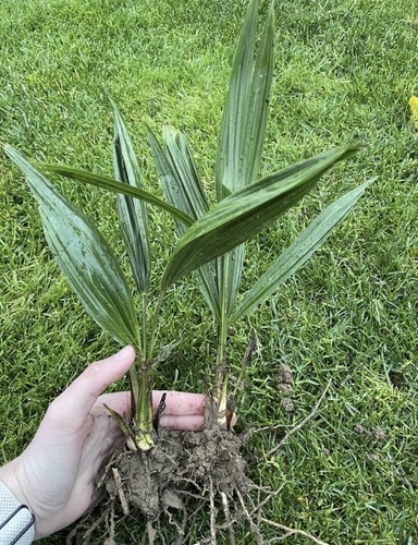 Stk hanfpalme garten - hanfpalme,