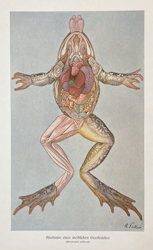 Originaldruck fauna anatomie - originaldruck, fauna: