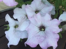 100 Samen Petunien Weiß Lila