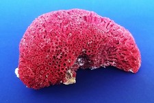 Aquarium oder deko - oder, rote