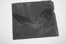 Fisch palaeoniscum - fisch,,