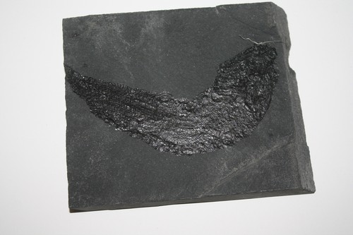 Fisch palaeoniscum - fisch,,