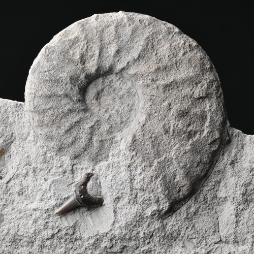 Selten archaeolamna - selten, +