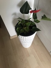 Schöner Blumenübertopf