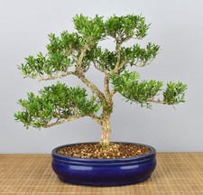 Bonsai Indoor, Chinesischer