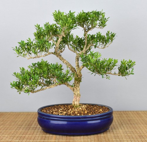 Bonsai indoor chinesischer - indoor,,