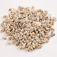 muscheln bastelnmuscheln mit