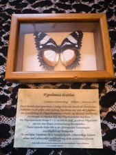 "" GLADIATOR SCHMETTERLING -