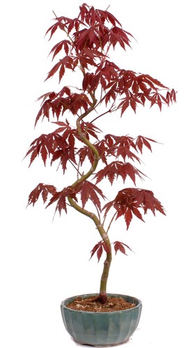 Bonsai acer palmatum - -,