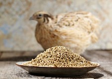 WachtelGlück® ECO -