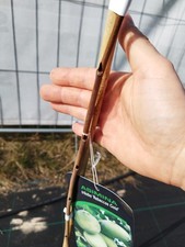 Asimina triloba Rebecca's Gold