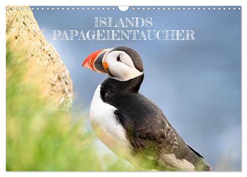 Islands papageientaucher - islands,