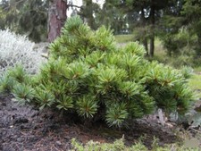 Pinus parviflora Adcocks Dwarf