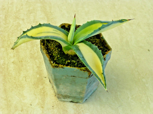 Agave americana mediopicta