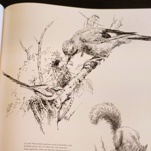 Vögel auf ästen - vögel,