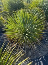 Yucca Rostrata ca. 60cm Winterhart bis -19 Grad Premium Qualität blaue Palmlilie