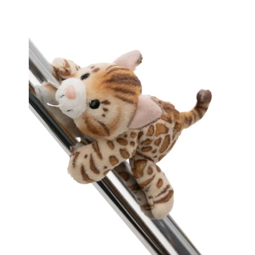 Magnici bengal katze - magnici, nici