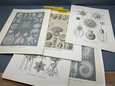 + ERNST HAECKEL "Kunst-Formen der Natur" Leipzig Farbtafeln