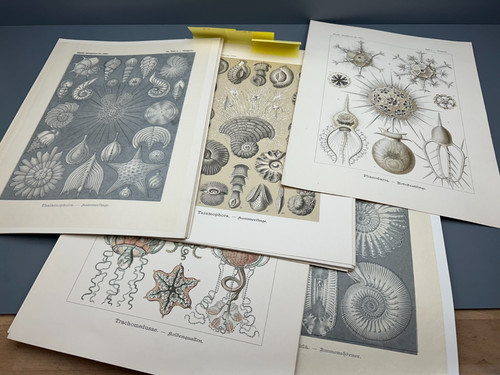 Ernst haeckel kunst - +,