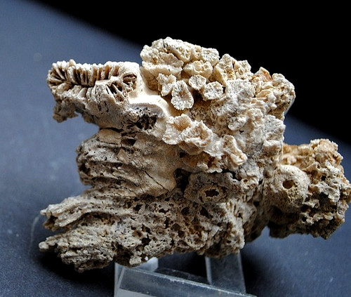 Fossilien korallen und - korallen,