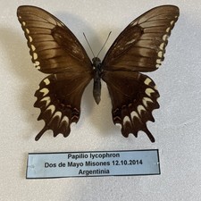 Entomologie*Papilio lycophron*