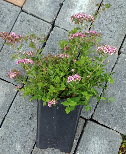 Spiraea japonica little - spiraea,