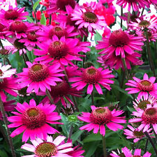 Echinacea p. Magnus  Pflanze