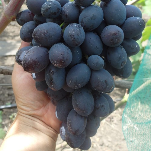 Pilzfeste weinrebe weintraube - pilzfeste,