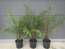 Cyathea tomentosissima Gebirgs