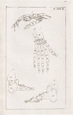 Skelett skeleton bones Fuß