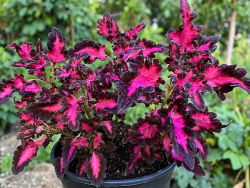 Coleus black dragon - dragon, /