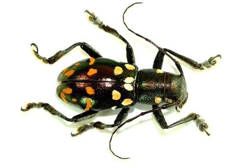Coleoptera cerambycidae - coleoptera,,