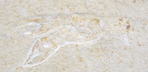 Malm magila sp - magila,