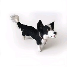 BORDER COLLIE  Nadelgefilzt Unikat Handarbeit Hund