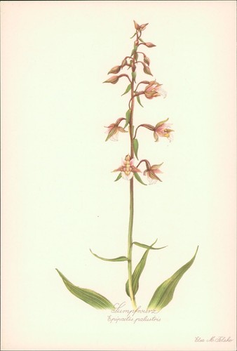 Sumpfwurz epipactis - sumpfwurz,