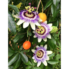 Blaue Passionsblume im Topf winterhart mehrjährig Bienenfreundlich