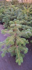 Abies nordmanniana tlugi - nordmanniana, 5