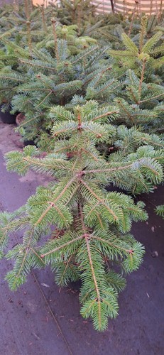 Abies nordmanniana tlugi 5 - abies, im