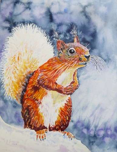 Eichhörnchen 24x32 tiere - eichhörnchen,
