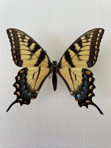 Entomologie papilio glaucus - entomologie*papilio,