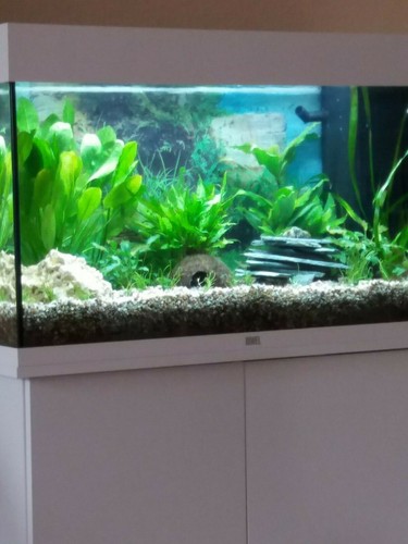 Juwel aquarium komplett - juwel, l