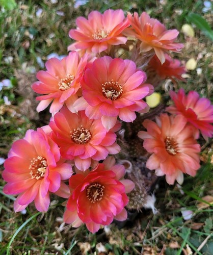 Echinopsis-Chamaecereus-Hybrid