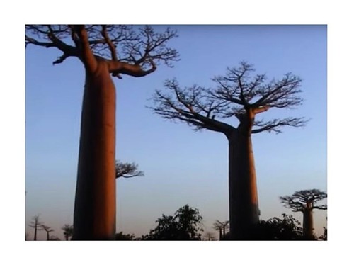 Adansonia grandidieri - 3x,