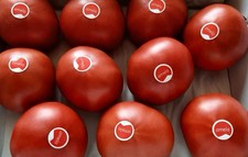 20 SAMEN Orig. AMELA