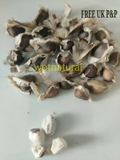 Natürliche Moringa Oleifera Premium Grade Natürliche Gesundheit & Ernährung 50 ~ 500 Samen