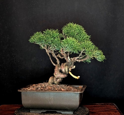 Bonsai chinesischer wacholder - bonsai,