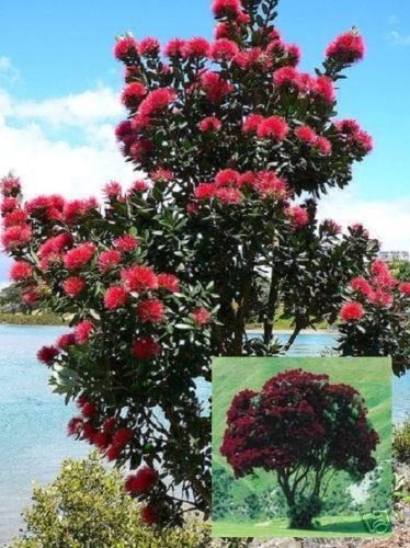 Roter weihnachtsbaum baum - roter,