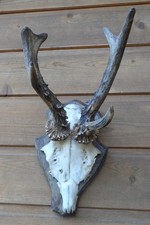 Abnormes Rehgehörn lange Vordersprosse stark geperlt Originalzustand Nr. 3