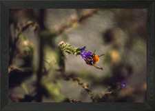 Bienenkönigin gerahmtes